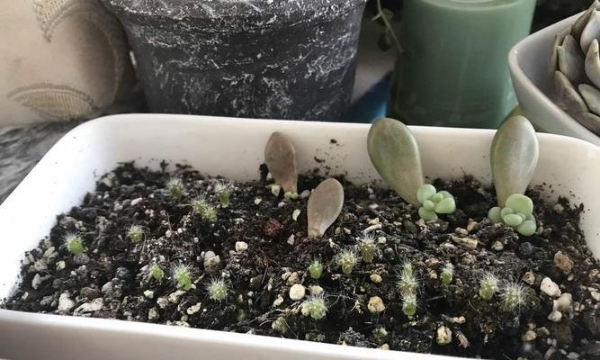 室内如何种植西瓜球仙人掌？