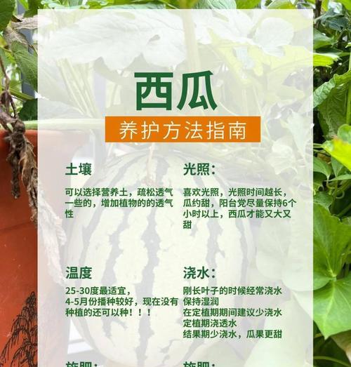 室内如何种植西瓜球仙人掌？