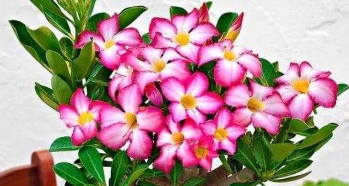 哪种玫瑰花品种最善于伪装？