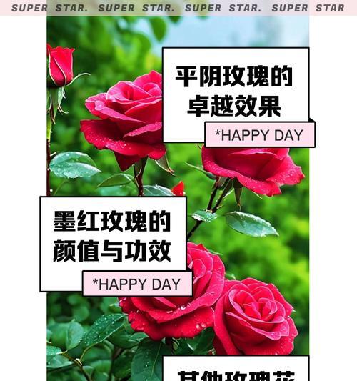哪种玫瑰花品种最善于伪装？
