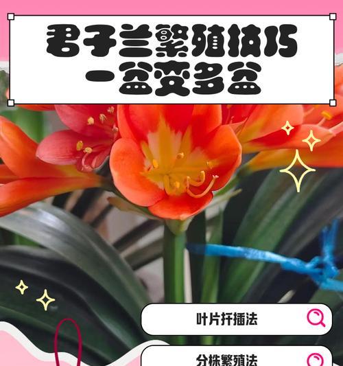 君子兰扦插最适合的季节是什么时候？
