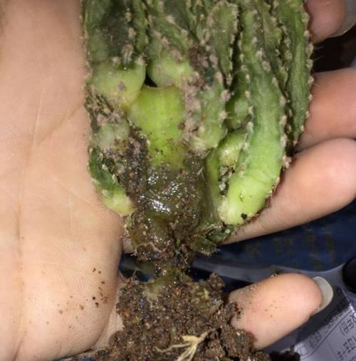仙人掌发黄干枯怎么处理？有效养护方法是什么？