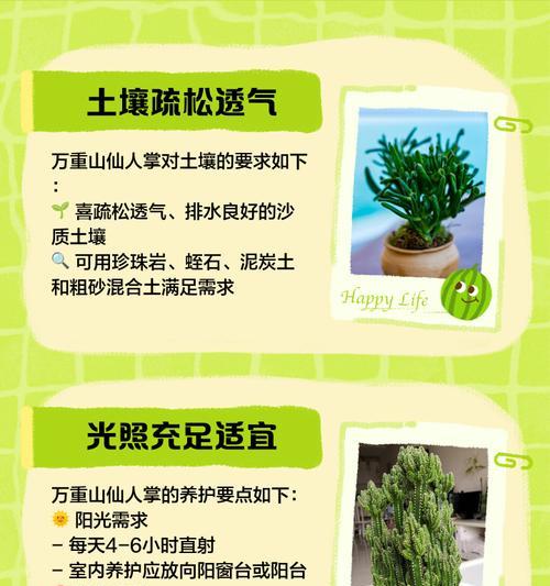 仙人掌发黄干枯怎么处理？有效养护方法是什么？