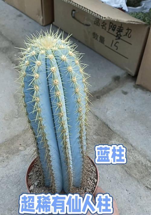 仙人掌白雪柱的正确养护技巧有哪些？