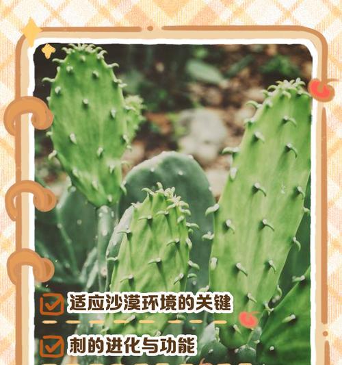 仙人掌叶片购买后如何正确种植？