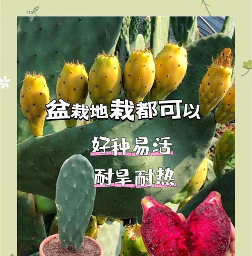 仙人掌叶片购买后如何正确种植？