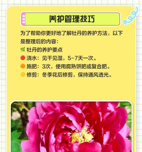 牡丹花冬季室内养护方法是什么？