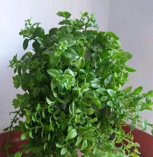 牡丹花冬季室内养护方法是什么？