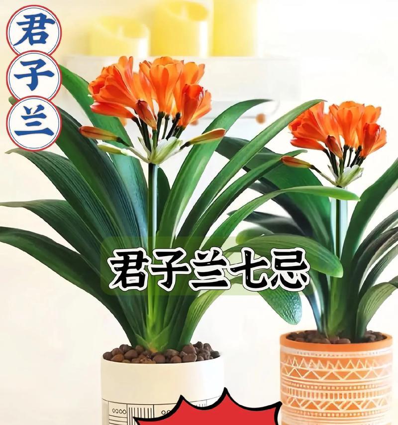 君子兰与木棉花的养护管理方法？