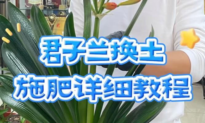 君子兰与木棉花的养护管理方法？
