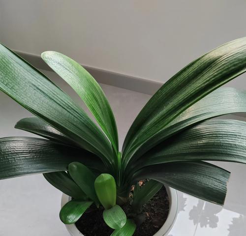 君子兰与木棉花的养护管理方法？