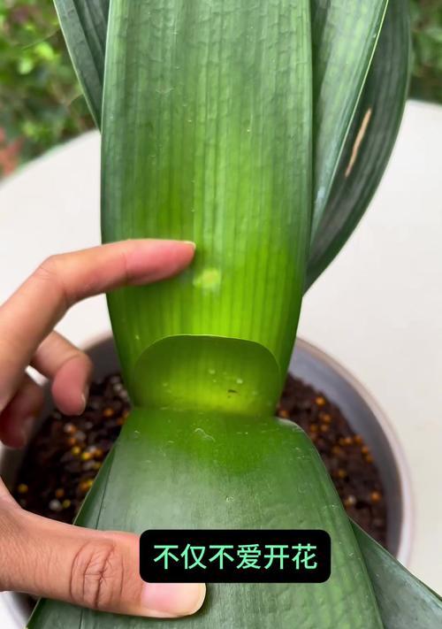 君子兰开花周期及最佳开花时间？