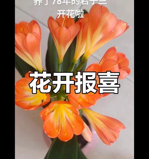 君子兰开花周期及最佳开花时间？