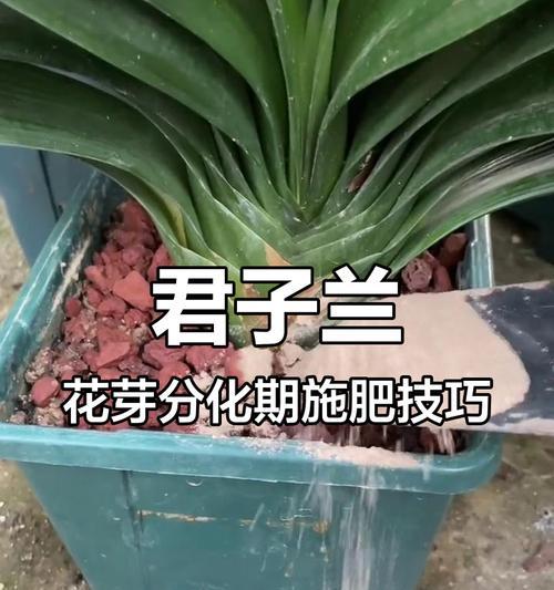 君子兰开花周期及最佳开花时间？