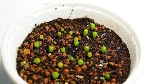仙人掌鱼的种植步骤与技巧？