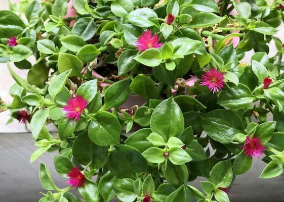 牡丹花蕾多叶少的解决方法？
