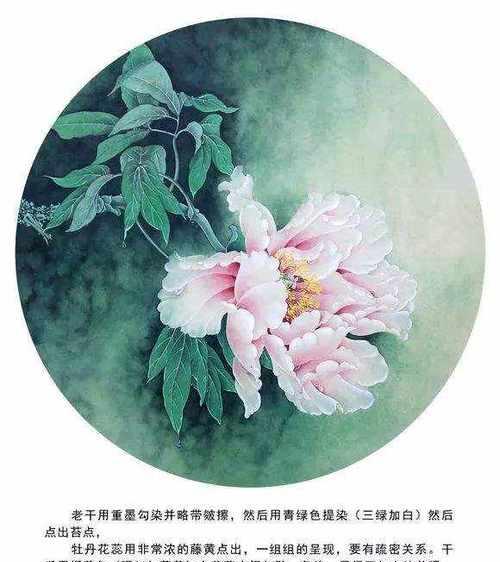 牡丹花蕾多叶少的解决方法？
