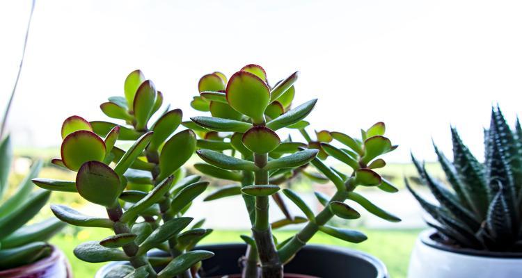 麦穗椰树仙人掌的种植方法是什么？