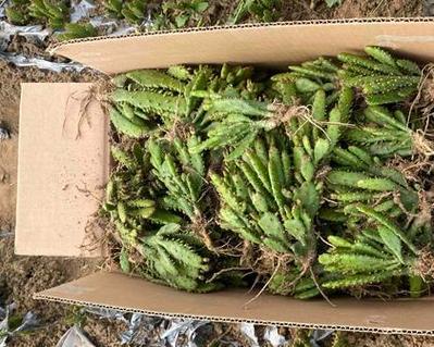 麦穗椰树仙人掌的种植方法是什么？