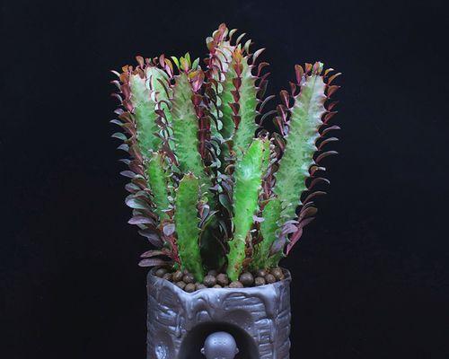 黄花紫果仙人掌的养护管理技巧？