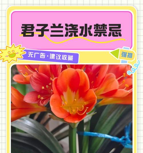 君子兰正确的浇水方法是什么？