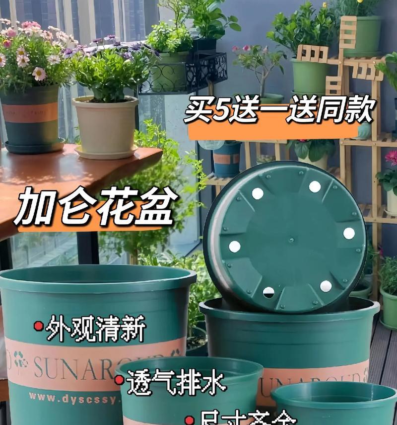 加仑花盆中玫瑰花的美观养护技巧？