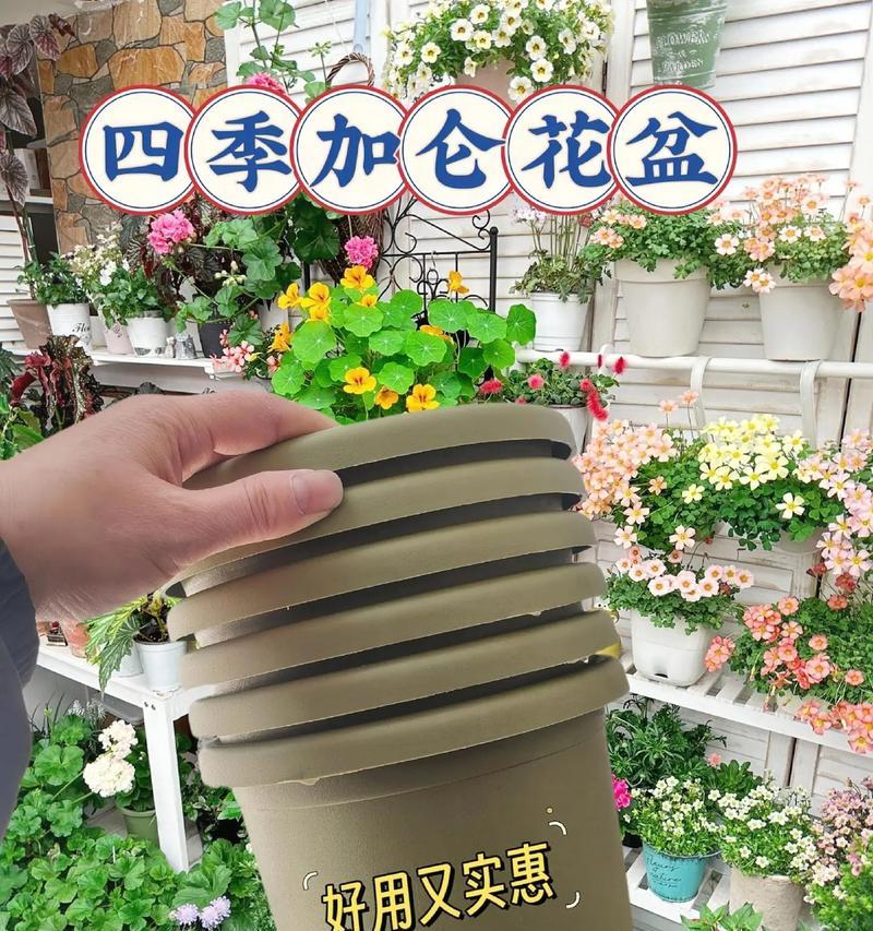 加仑花盆中玫瑰花的美观养护技巧？
