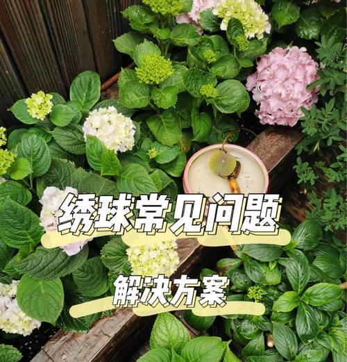 毛球仙人球发黄是什么原因？如何解决？