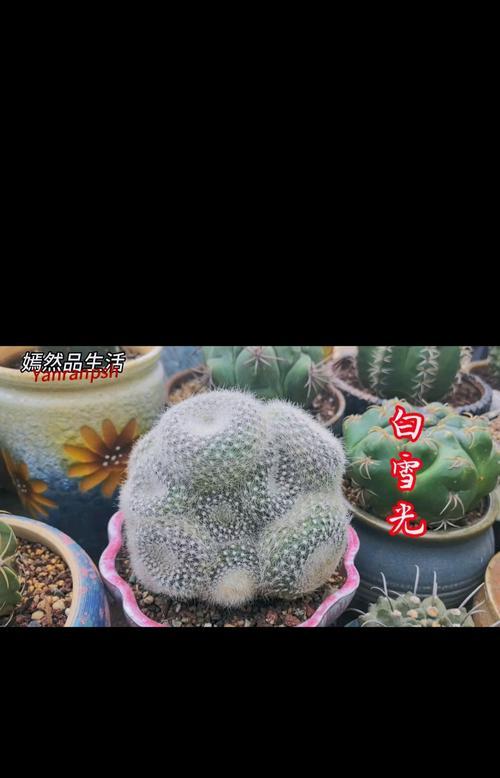 毛球仙人球发黄是什么原因？如何解决？