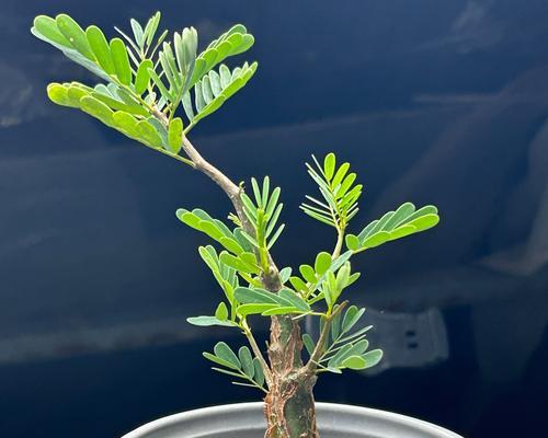 仙人球培育种子怎么种植？种植步骤是什么？
