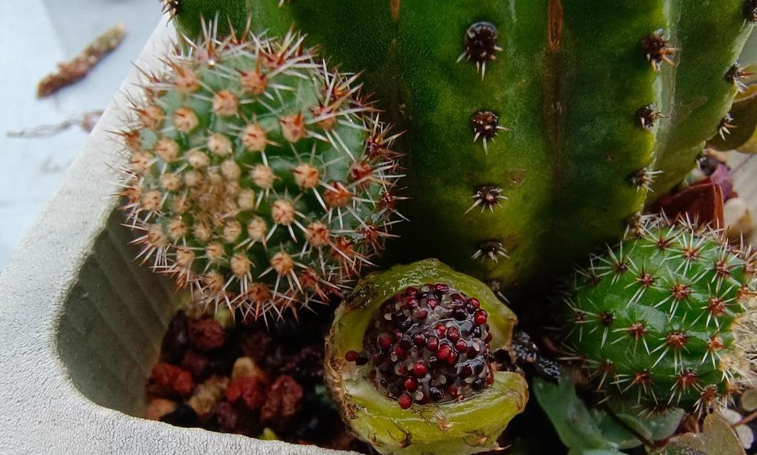 仙人球培育种子怎么种植？种植步骤是什么？