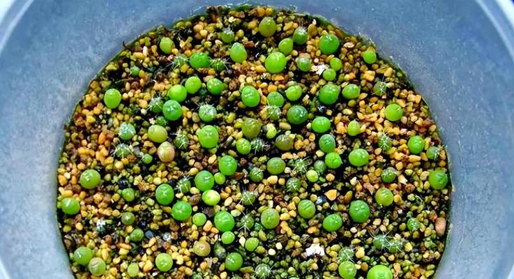 仙人球培育种子怎么种植？种植步骤是什么？