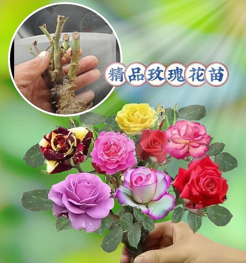 花房的玫瑰花怎么种植？种植技巧有哪些？