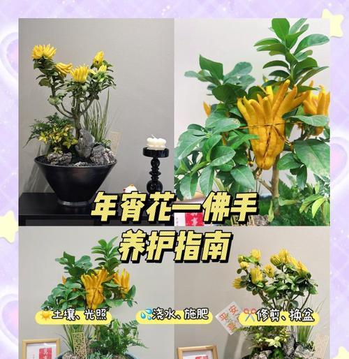 佛头仙人球怎么养？养护技巧是什么？