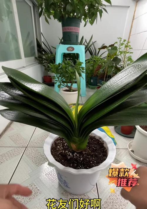 君子兰用什么土培养？哪种土最适合君子兰？