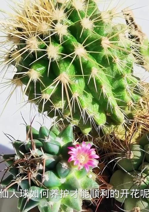 稀奇古怪植物仙人球怎么养？养护方法是什么？