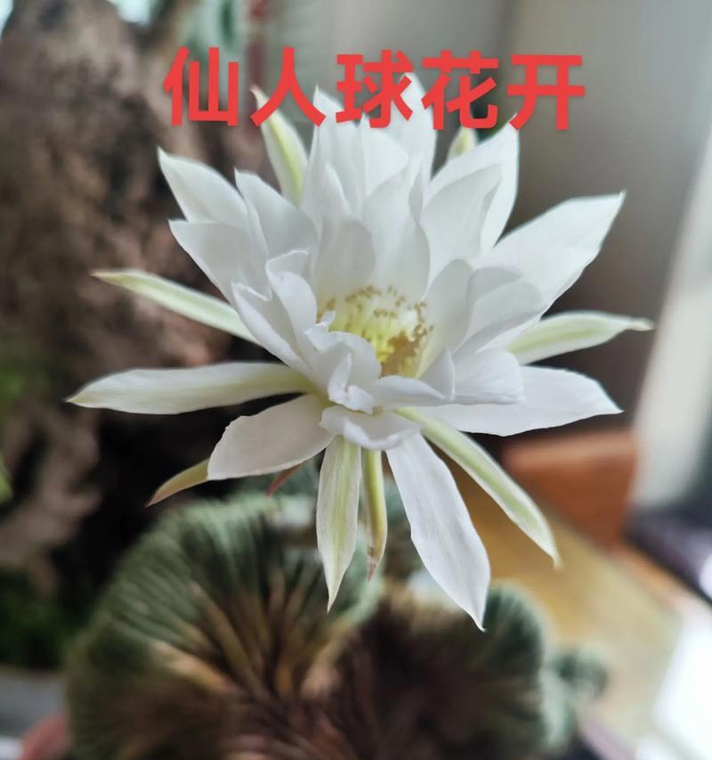 稀奇古怪植物仙人球怎么养？养护方法是什么？