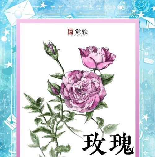 玫瑰花与沙滩花的区别是什么？如何区分？