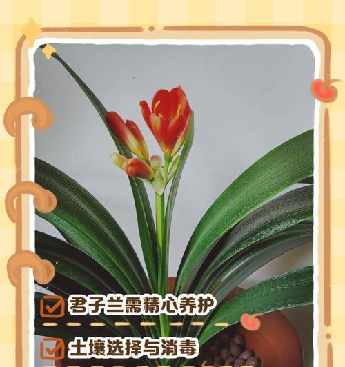 君子兰青山花盆怎么养？养护技巧有哪些？