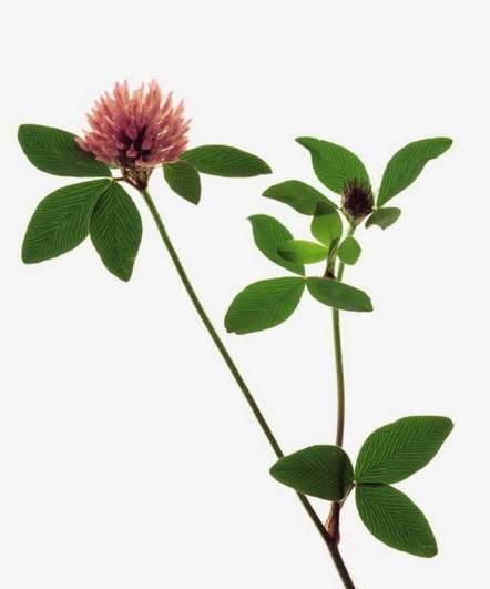 环形玫瑰花的叶子像什么？叶子的形状有何特点？