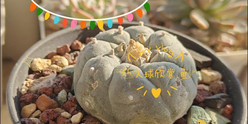 椰壳养仙人球怎么养的好？椰壳对仙人球有什么好处？