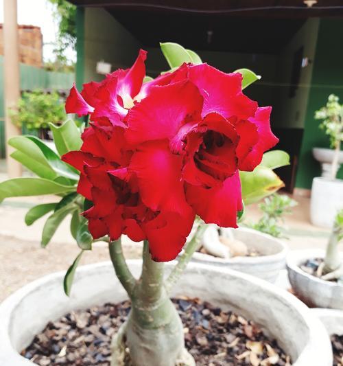 玫瑰花为什么开花越来越小？如何解决？