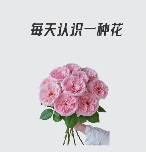 玫瑰花为什么开花越来越小？如何解决？