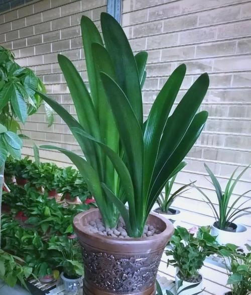 君子兰几年成花芽了怎么办？如何促进花芽生长？