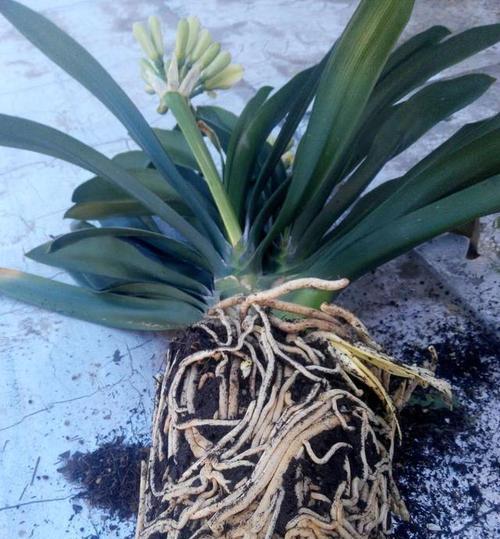 君子兰几年成花芽了怎么办？如何促进花芽生长？