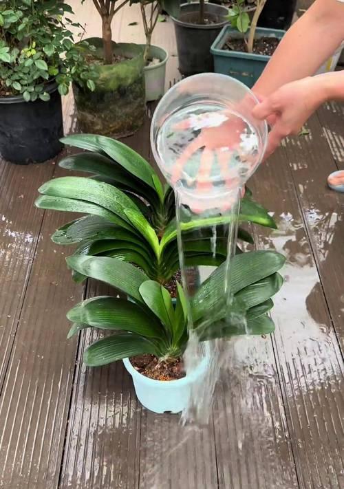 特大盆开花君子兰怎么浇水？浇水的技巧有哪些？