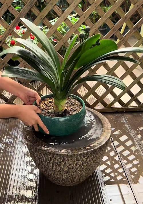 特大盆开花君子兰怎么浇水？浇水的技巧有哪些？