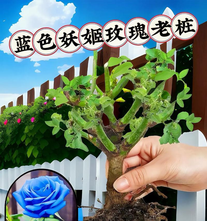 玫瑰花收够了怎么种植盆栽？种植步骤是什么？