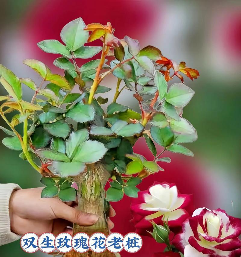 玫瑰花收够了怎么种植盆栽？种植步骤是什么？