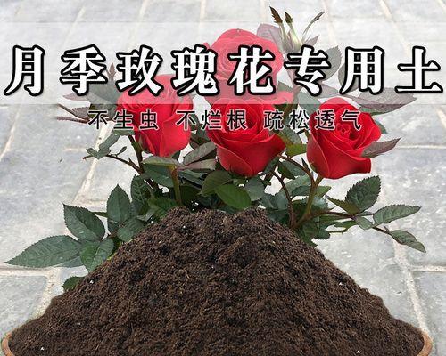 玫瑰花收够了怎么种植盆栽？种植步骤是什么？